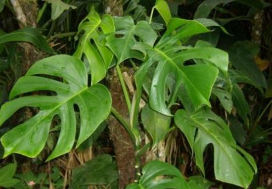 Ceriman, Swiss Cheese Plant (or just Cheese Plant), Fruit Salad Plant, Monster fruit, Monsterio Deli